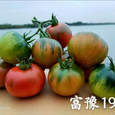 草莓番茄苗、铁皮柿子、绿肩浓郁，酸甜可口、果实圆整