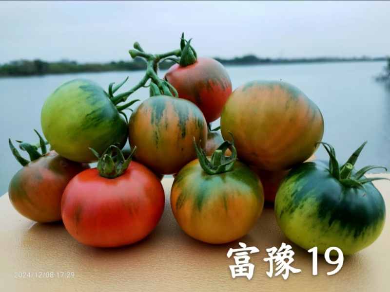 草莓番茄苗、铁皮柿子、绿肩浓郁，酸甜可口、果实圆整