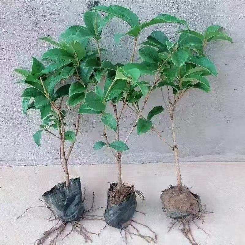 精品桂花地栽盆栽都可以，挺院种植带花苞发货