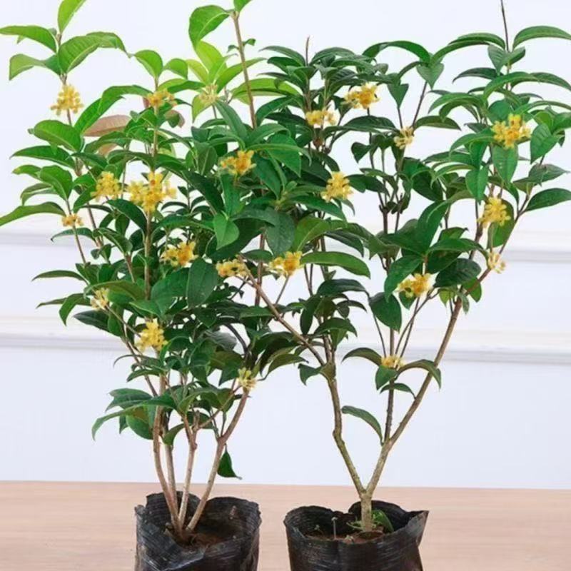 精品桂花地栽盆栽都可以，挺院种植带花苞发货