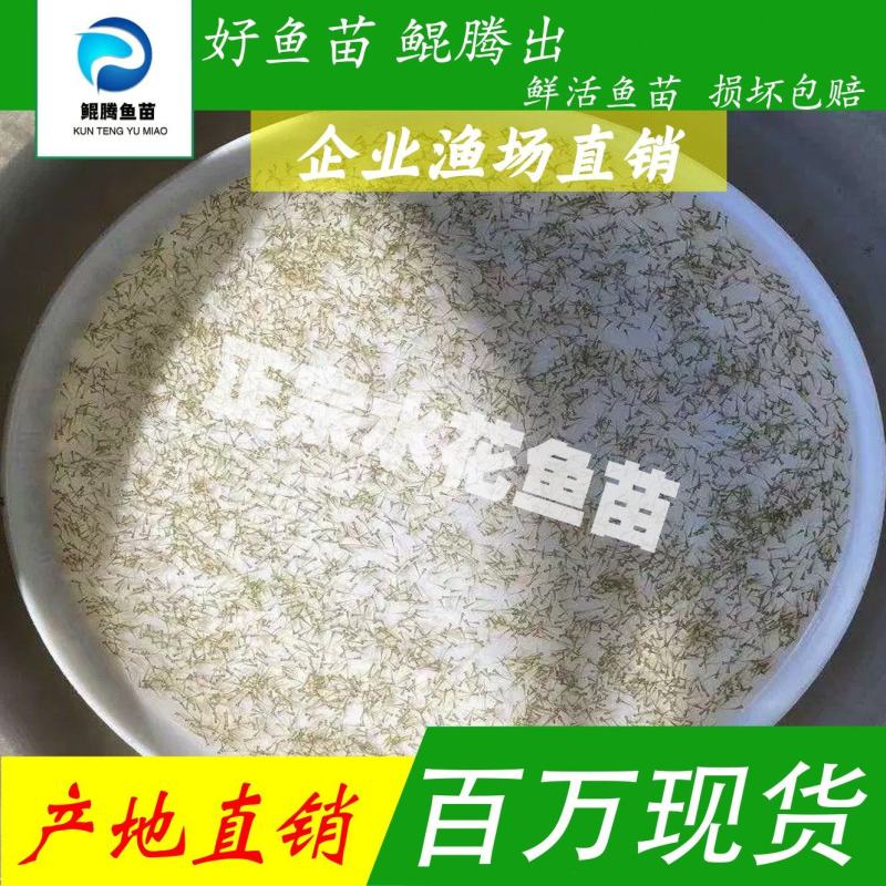麦鲮水花鳜鱼水花饵料鱼水花鲫鱼水花花鲢水花