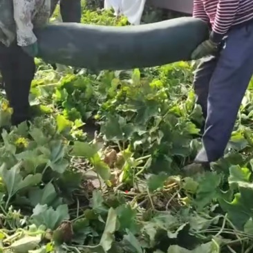 大黑皮冬瓜