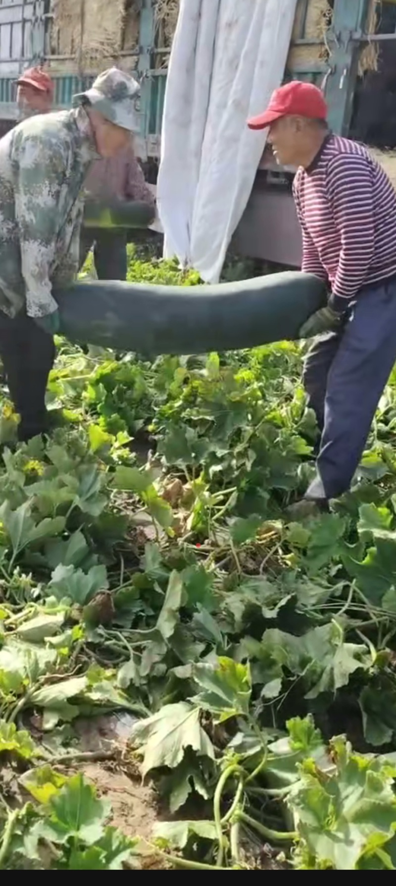 大黑皮冬瓜