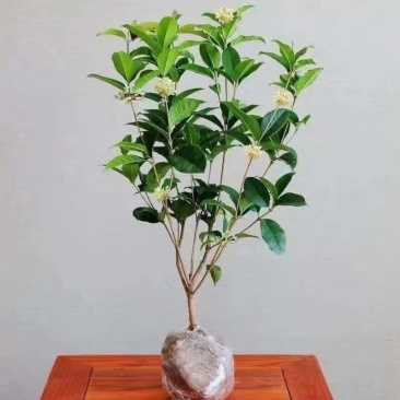 精品桂花地栽盆栽都可以，挺院种植带花苞发货