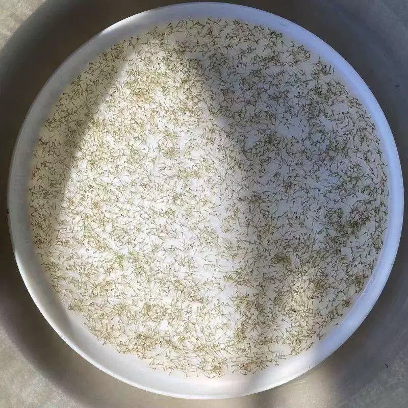 优鲈3号水花鲈鱼水花