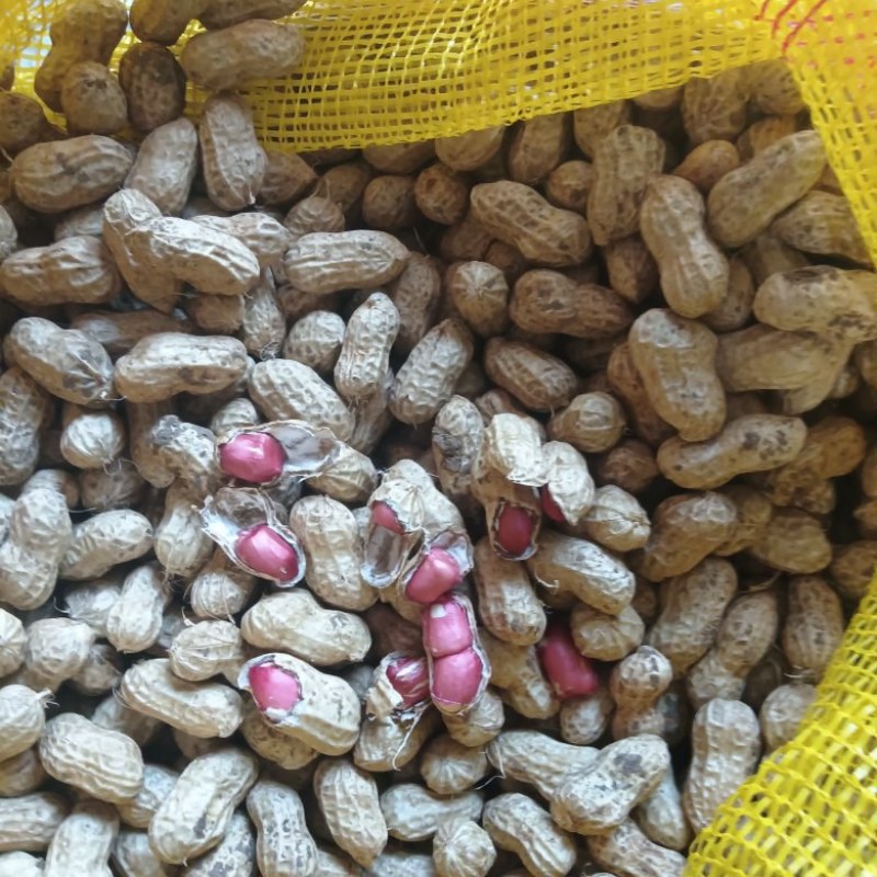 两粒红
