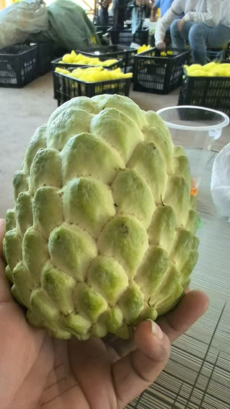 释迦果5～7两