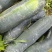 冬瓜地冬瓜现在冬瓜大量上市中自己种植一手货源欢迎咨询
