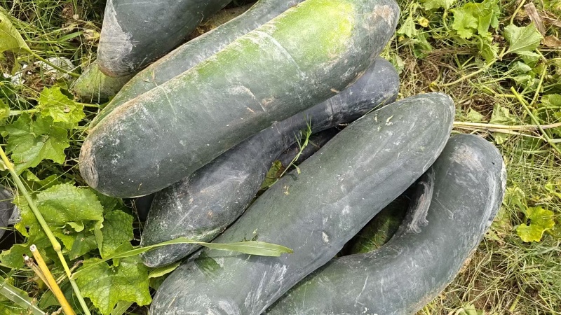 冬瓜地冬瓜现在冬瓜大量上市中自己种植一手货源欢迎咨询