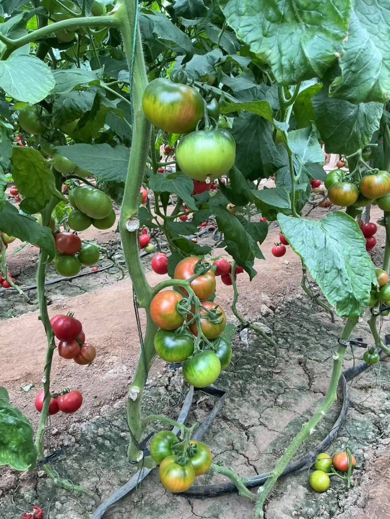 草莓番茄苗、铁皮柿子、绿肩浓郁，酸甜可口、果实圆整