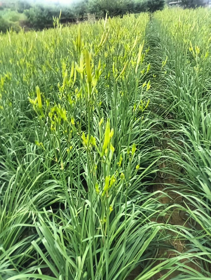 湖南祁东黄花菜，产地直供，量大从优，质优价廉