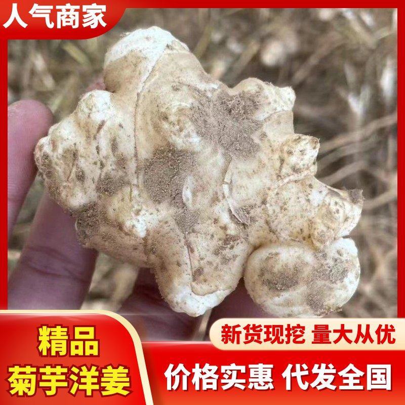 【新鲜洋姜】大量上市了现挖先发保质保量对接全国客商可视频