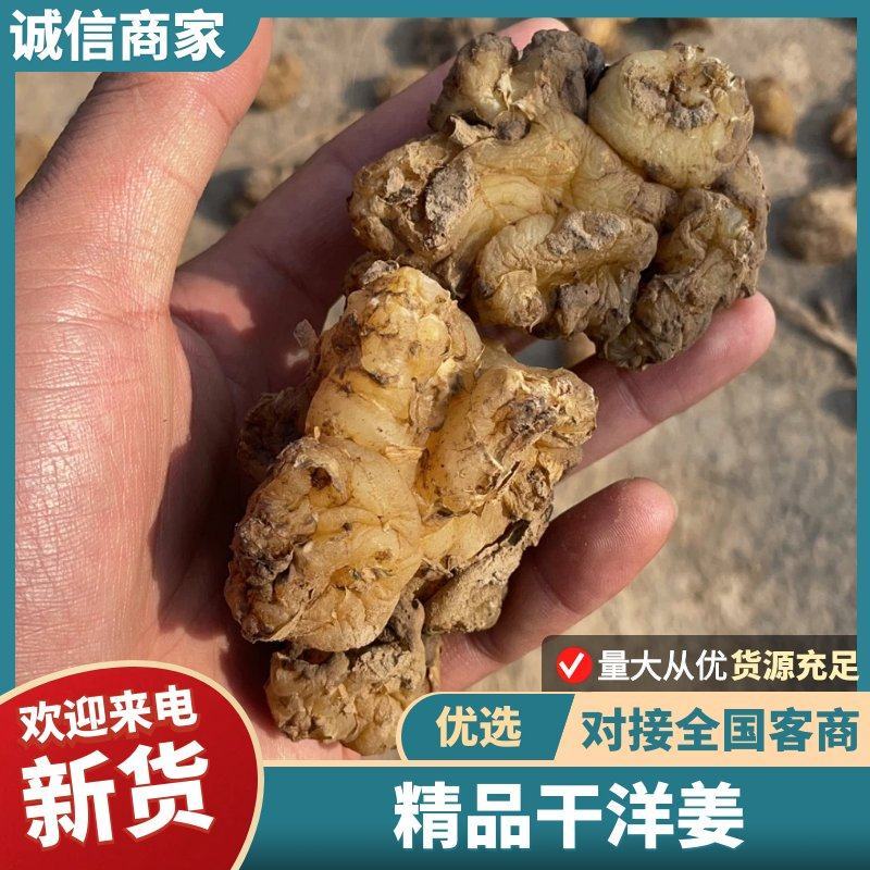 三门峡精品干洋姜品质有保证大量供应保质保量对接全国客商