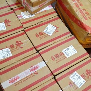 山西百年古枣树红枣