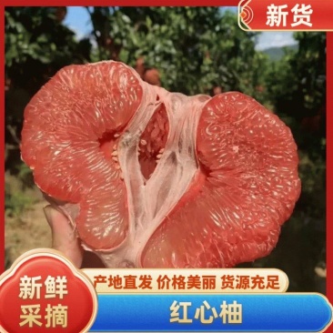 【优选商家】精品红柚大量上市可视频看货品质保证价格优惠
