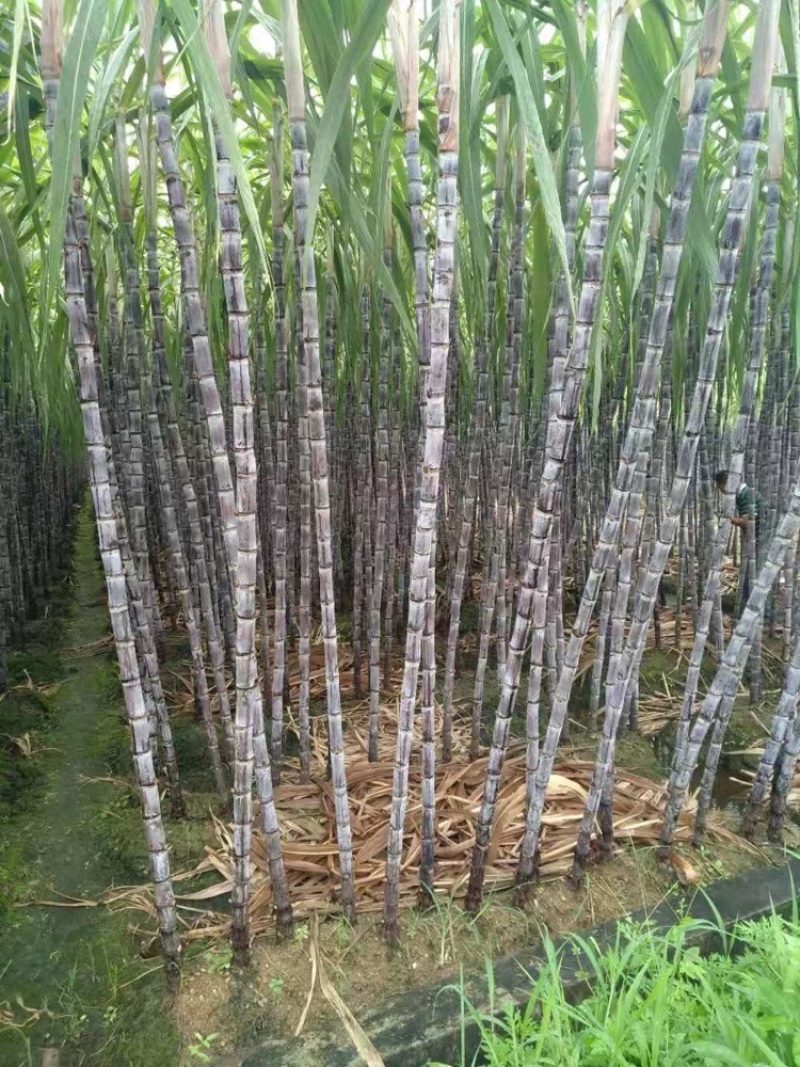 广西黑皮甘蔗大量上市，一手货源视频看货欢迎致电