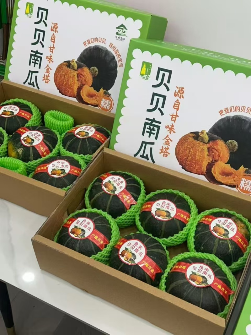 甘肃酒泉贝贝南瓜全生态无污染沙地种植