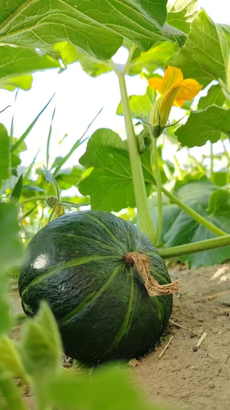 甘肃酒泉贝贝南瓜全生态无污染沙地种植