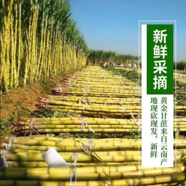 广西黄皮甘蔗大量上市中,一手货源视频看货欢迎致电