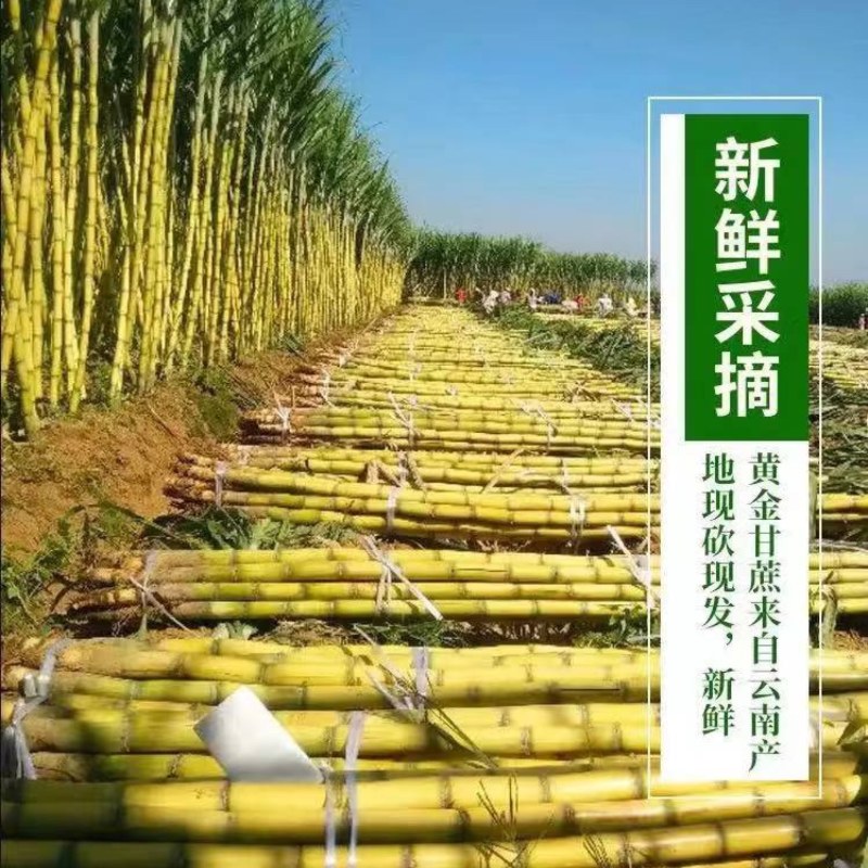 广西黄皮甘蔗大量上市中，一手货源视频看货欢迎致电