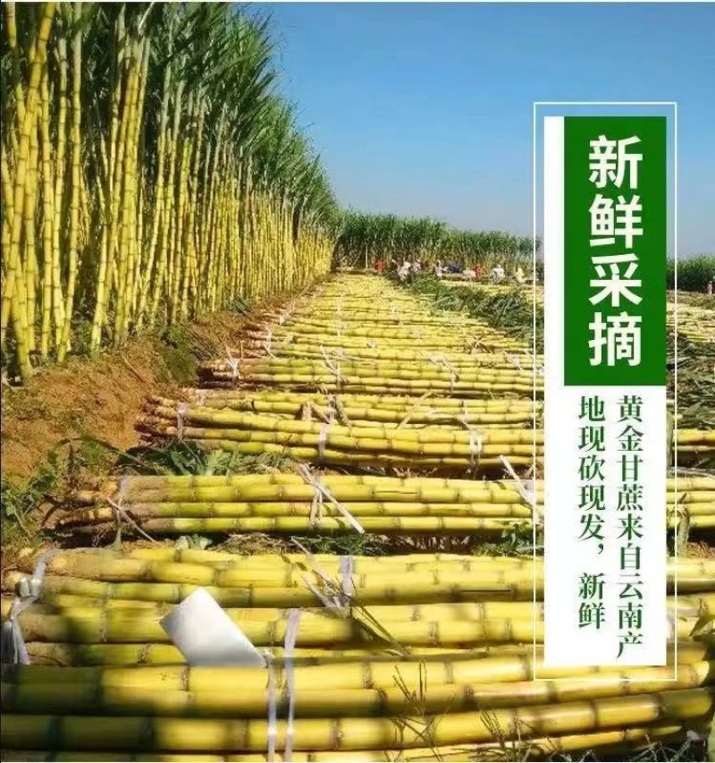 广西黄皮甘蔗大量上市中，一手货源视频看货欢迎致电