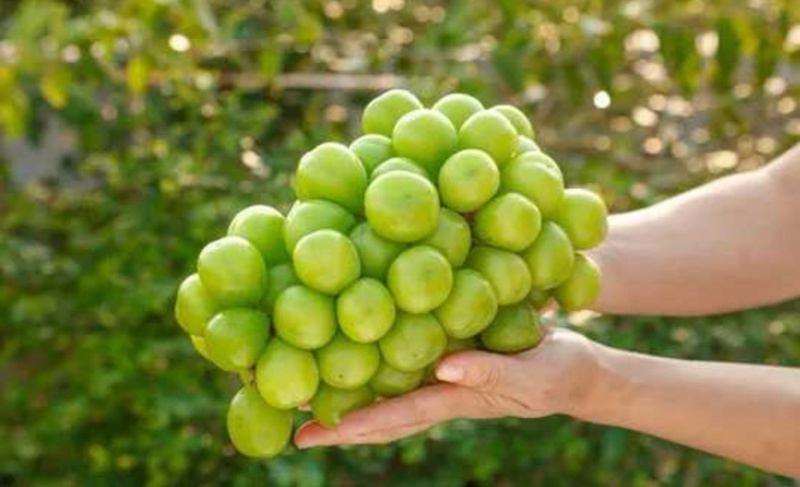 【阳光玫瑰】陕西葡萄品类齐全产地直销量大从优可对接全国