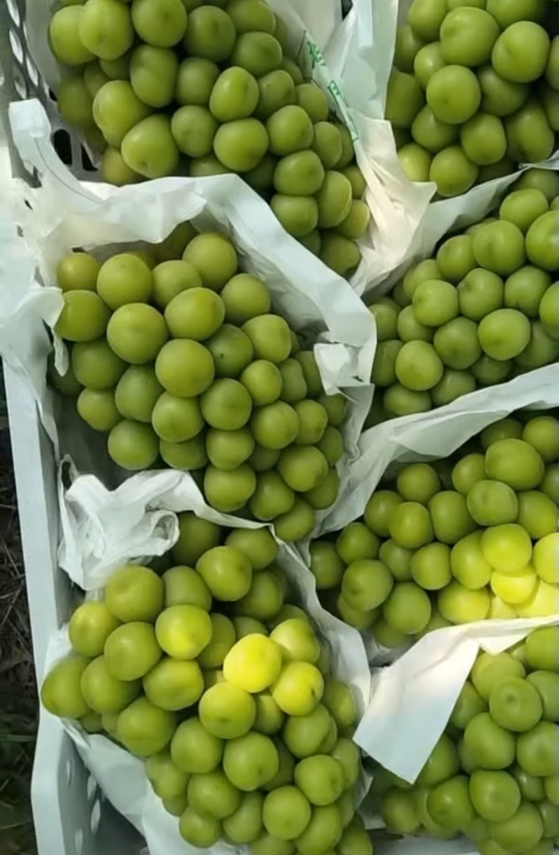 【阳光玫瑰】陕西葡萄品类齐全产地直销量大从优可对接全国