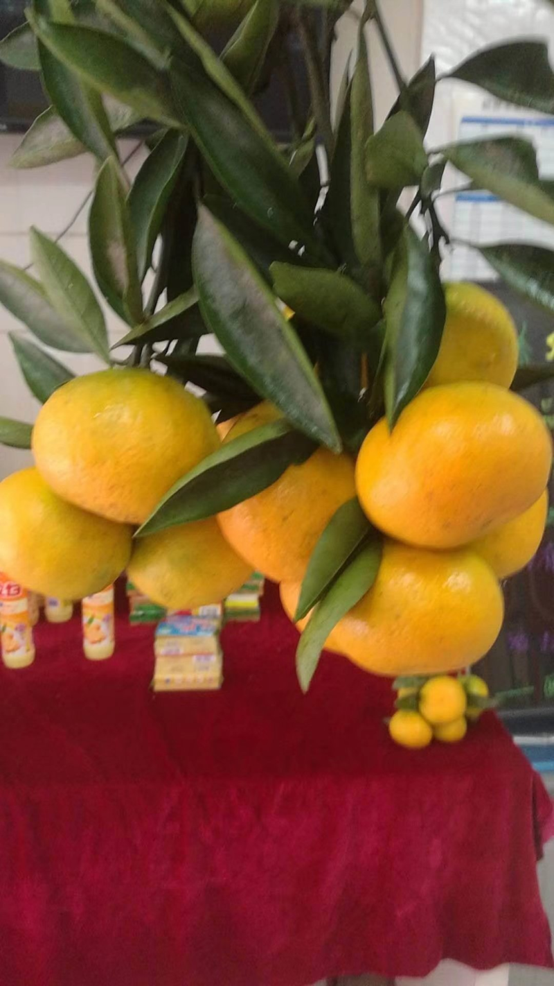 《优选商家》精品特早蜜橘，特早青皮蜜橘！一手货源量大从优