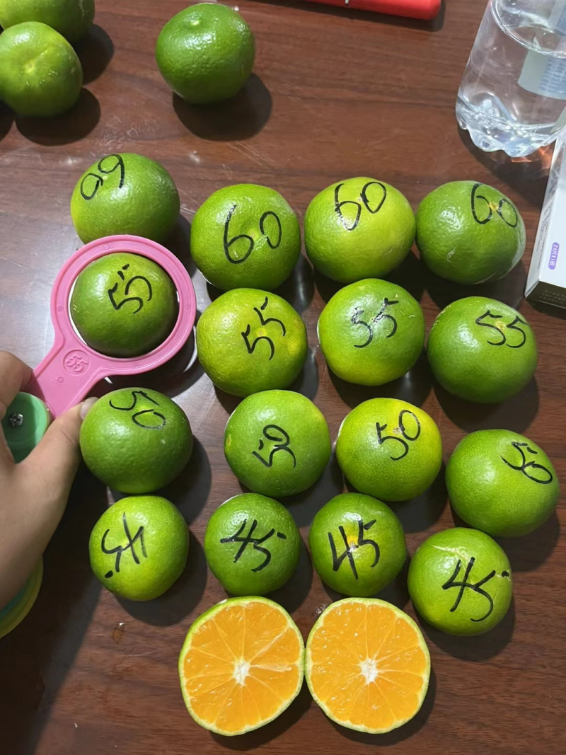 《优选商家》精品特早蜜橘，特早青皮蜜橘！一手货源量大从优