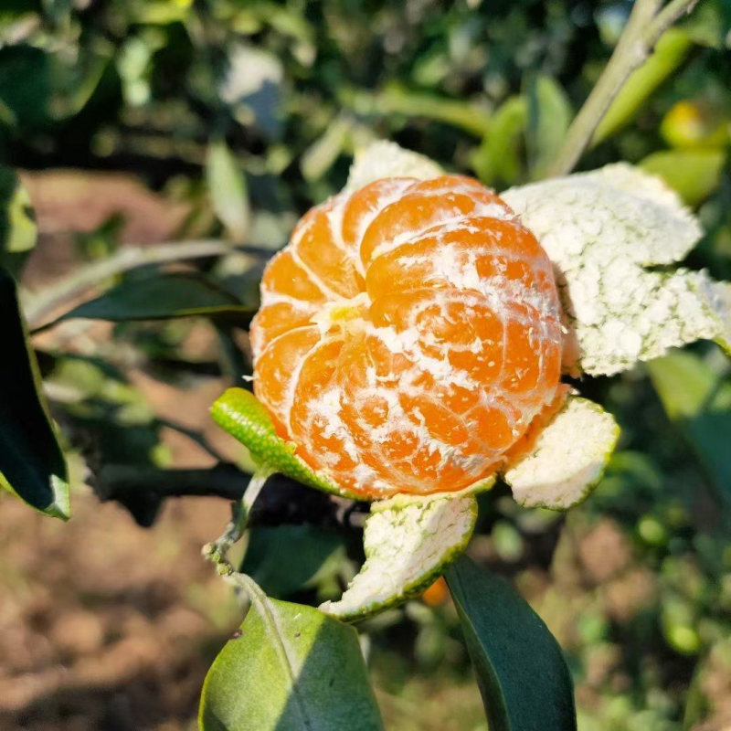 《优选商家》精品特早蜜橘，特早青皮蜜橘！一手货源量大从优