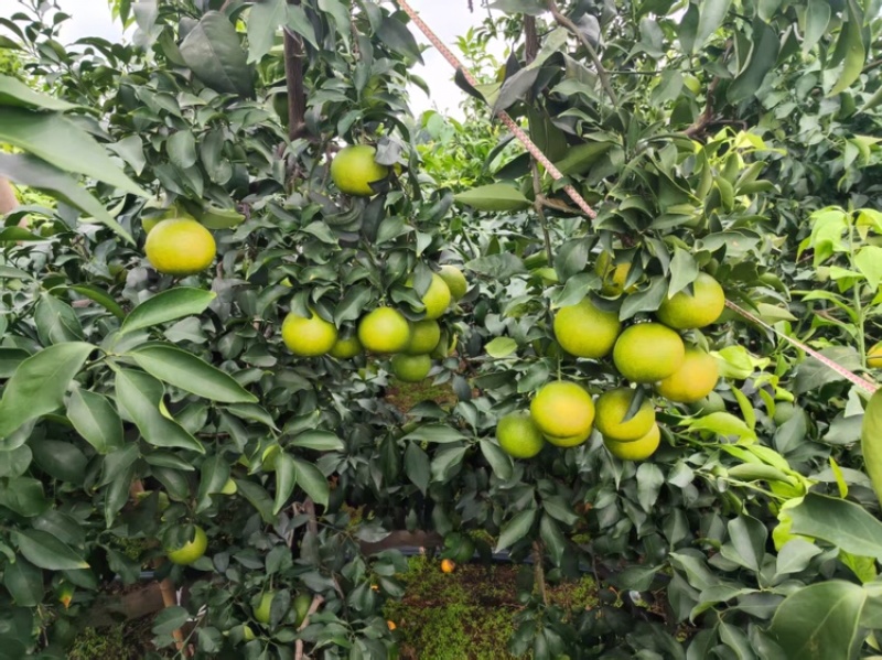 四川爱媛果冻橙，皮薄水多，细嫩化渣，口感相当好，现已大量