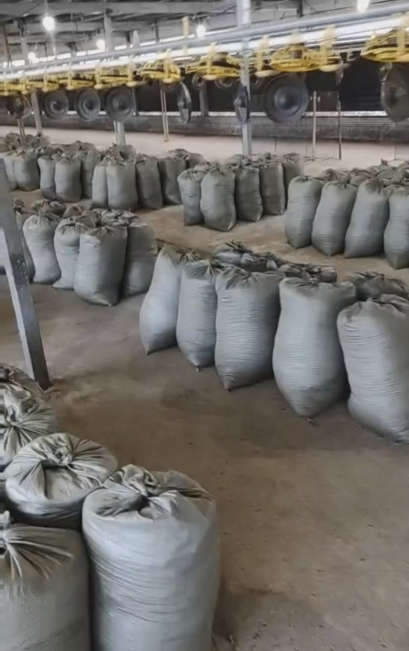 粉状干鸡粪温氏鸡粪常年有货品质保证量大从优欢迎
