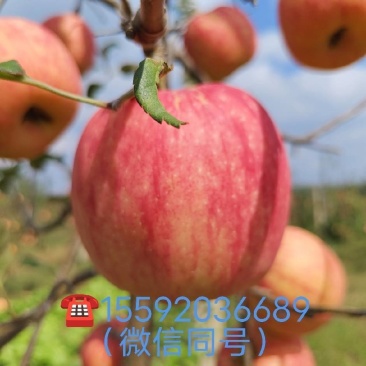 陕西渭北旱原秦脆苹果，全国包邮，每箱净重十斤。
