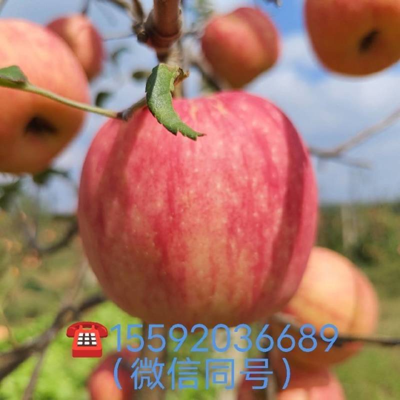 陕西渭北旱原秦脆苹果，全国包邮，每箱净重十斤。