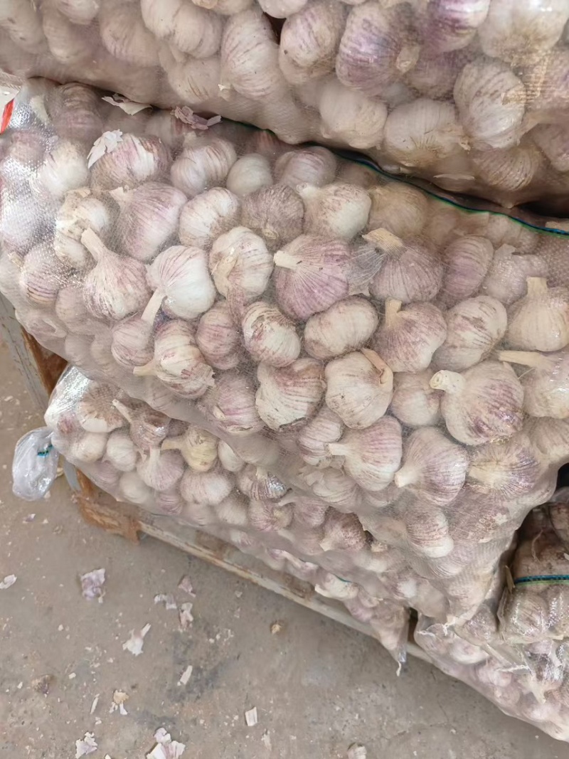 中牟紫皮大蒜蒜米料