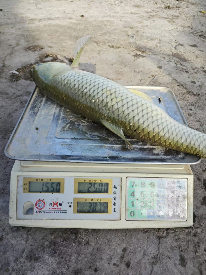 食草草鱼