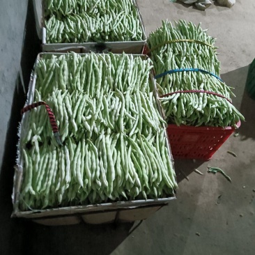 白豆角绿豆角