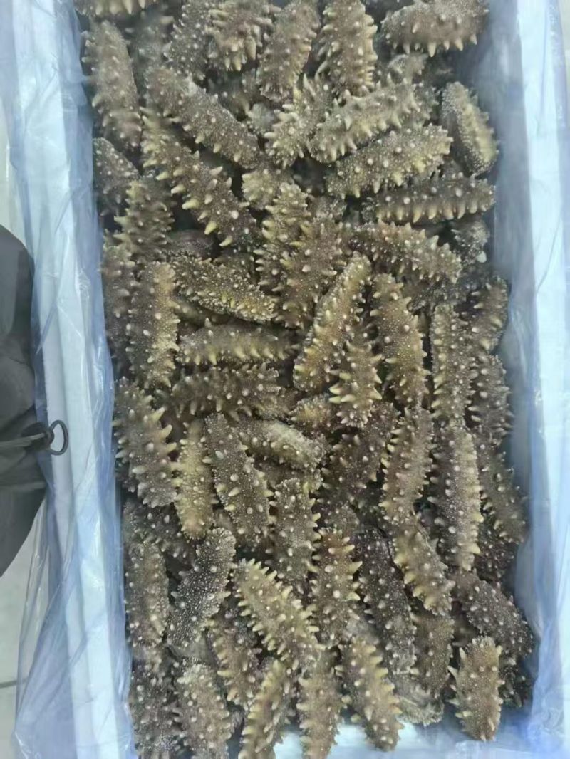 大连海参冷冻海参鲜食海参口感好价格实惠运输便利欢迎电联