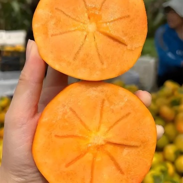 陕西巧克力阳丰脆柿子产地直发货源充足，支持一件代