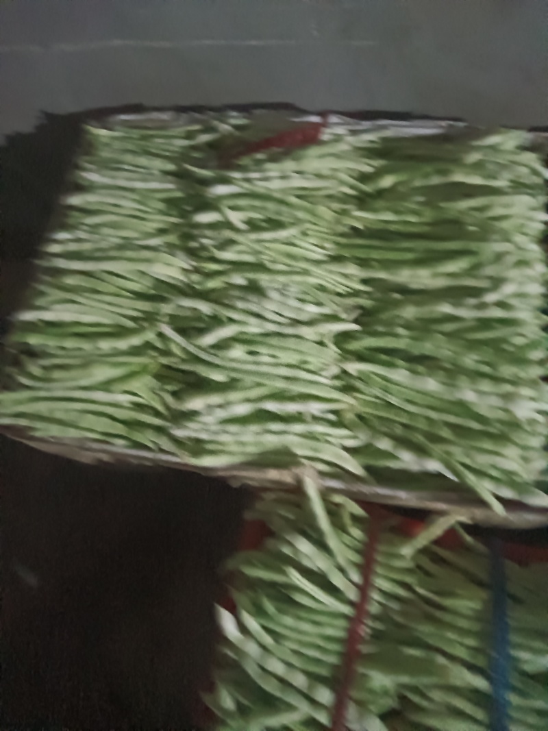 白豆角绿豆角