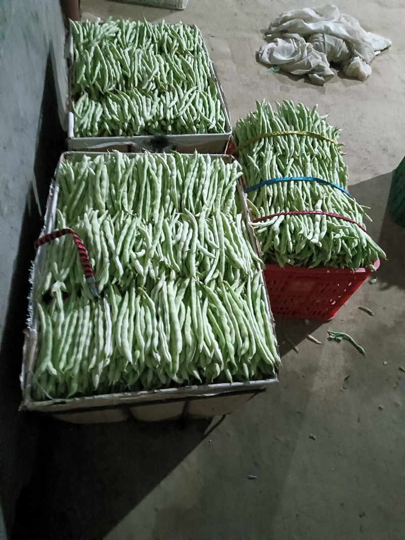 白豆角绿豆角
