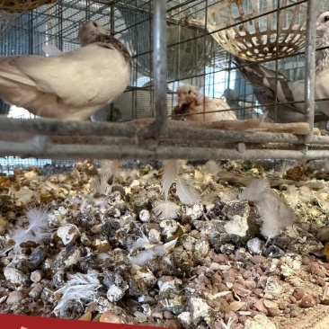 大量供应鸽子粪