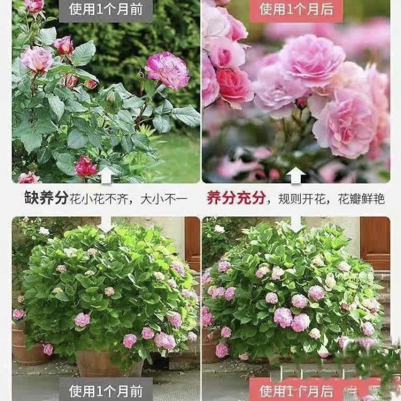 大量供应鸽子粪