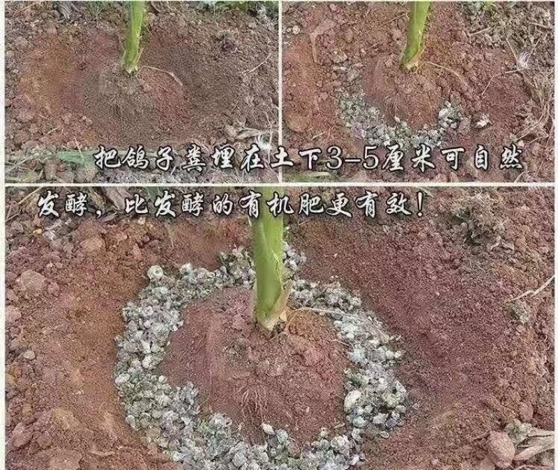 大量供应鸽子粪