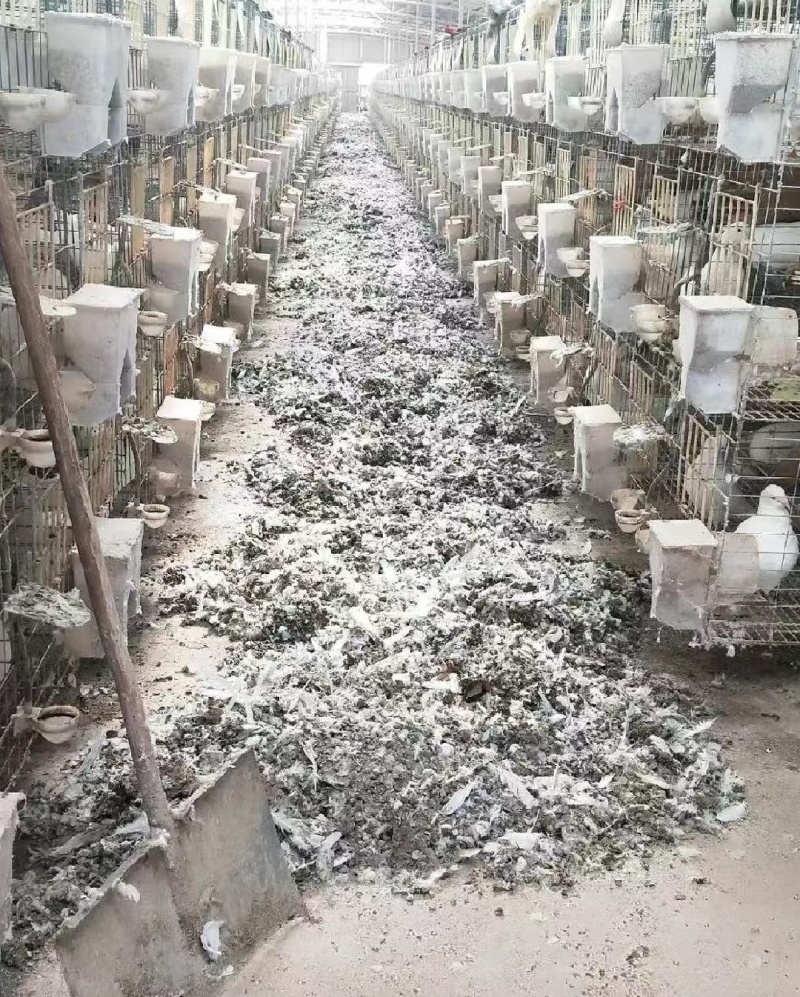 大量供应鸽子粪