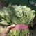本地菠菜大量上市精品圆叶