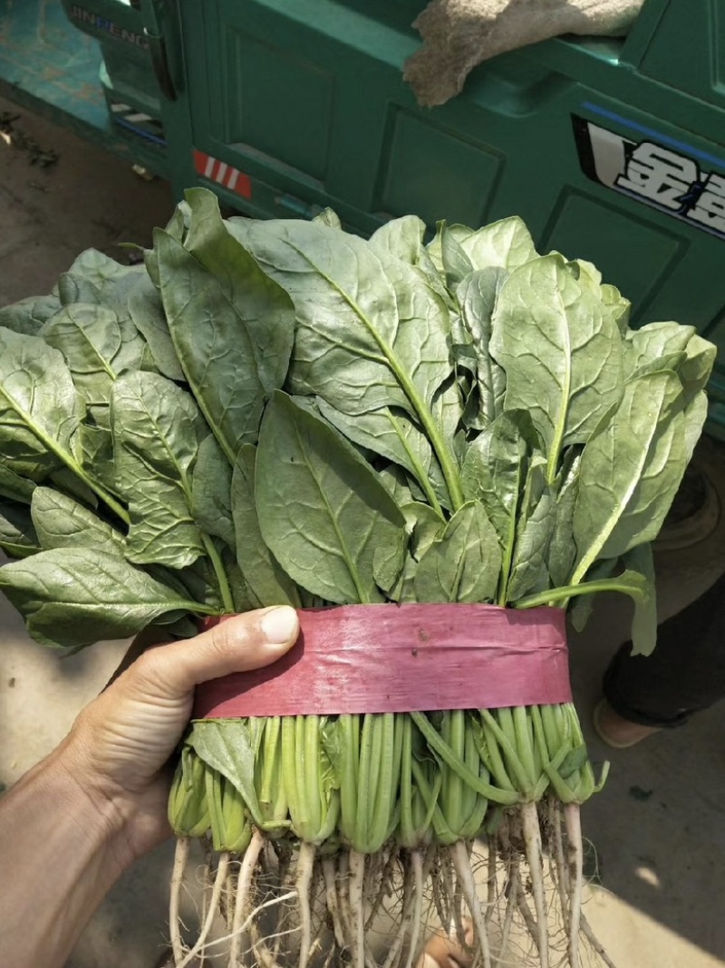 本地菠菜大量上市精品圆叶