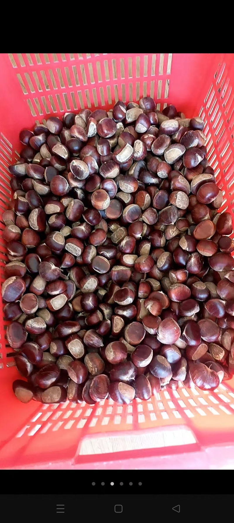 湖北罗田板栗