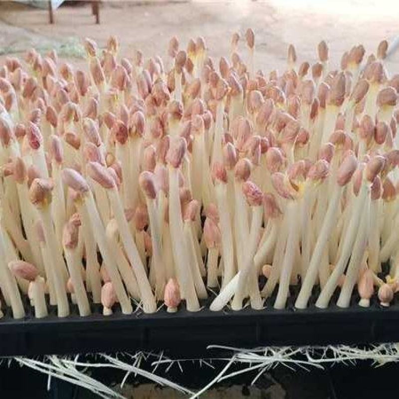 云南花生芽苗货源厂家直发量大价优欢迎随时联系