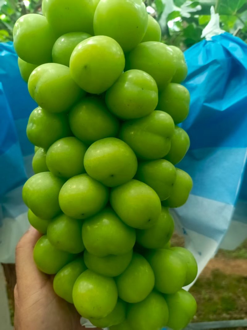 莒县阳光玫瑰葡萄产地直供大量有货质量保证一手货源全国发货